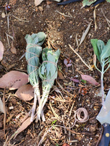 Power Punch - Sage, Sweetgrass, Piñon Pine & Cedar Bundles