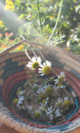 Dry Herbs | Rose Buds & Chamomile